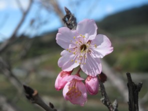 2010阿里山櫻花季照片