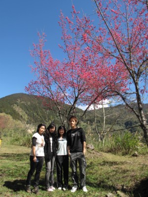 2010阿里山櫻花季照片