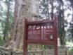 阿里山新八景導覽服務