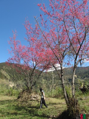 2010阿里山櫻花季照片