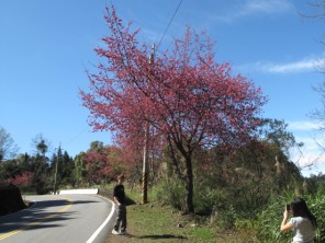 2010阿里山櫻花季照片