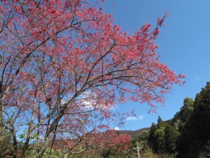 2010阿里山櫻花季照片